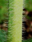  Stem